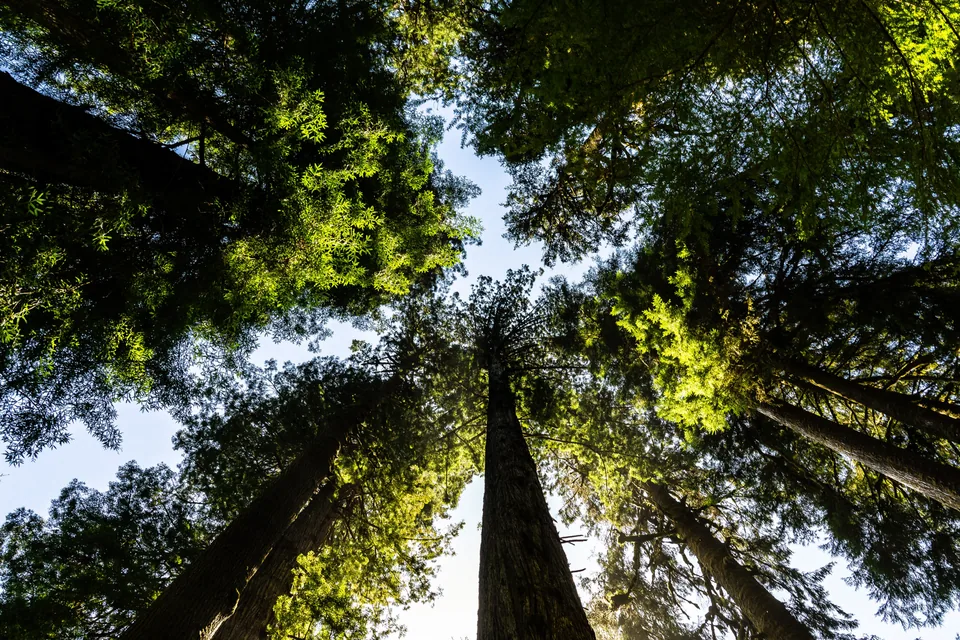 CREATIVITY AND BIODIVERSITY CONSERVATION